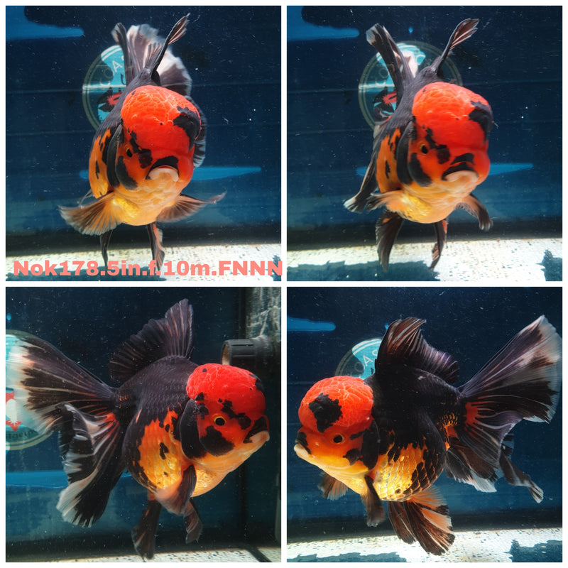 (NOK-178) Thai Jumbo Apache Orchid Tail Oranda 5.00 inch Body  Female 10 Months Age