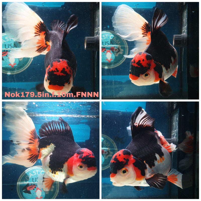 (NOK-179) Thai Jumbo Tri Color Orchid Tail Oranda 5.00 inch Body  Female 10 Months Age
