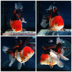 (NOK-180) Thai Tri Color Orchid Tail Oranda 4.00 inch Body Female 7 Months Age
