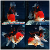 (NOK-180) Thai Tri Color Orchid Tail Oranda 4.00 inch Body Female 7 Months Age