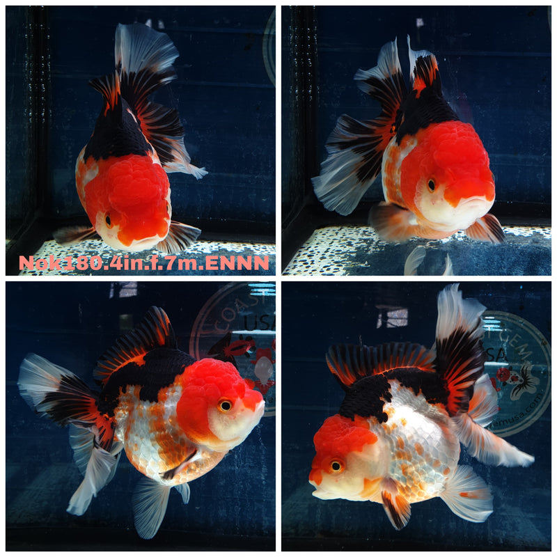 (NOK-180) Thai Tri Color Orchid Tail Oranda 4.00 inch Body Female 7 Months Age