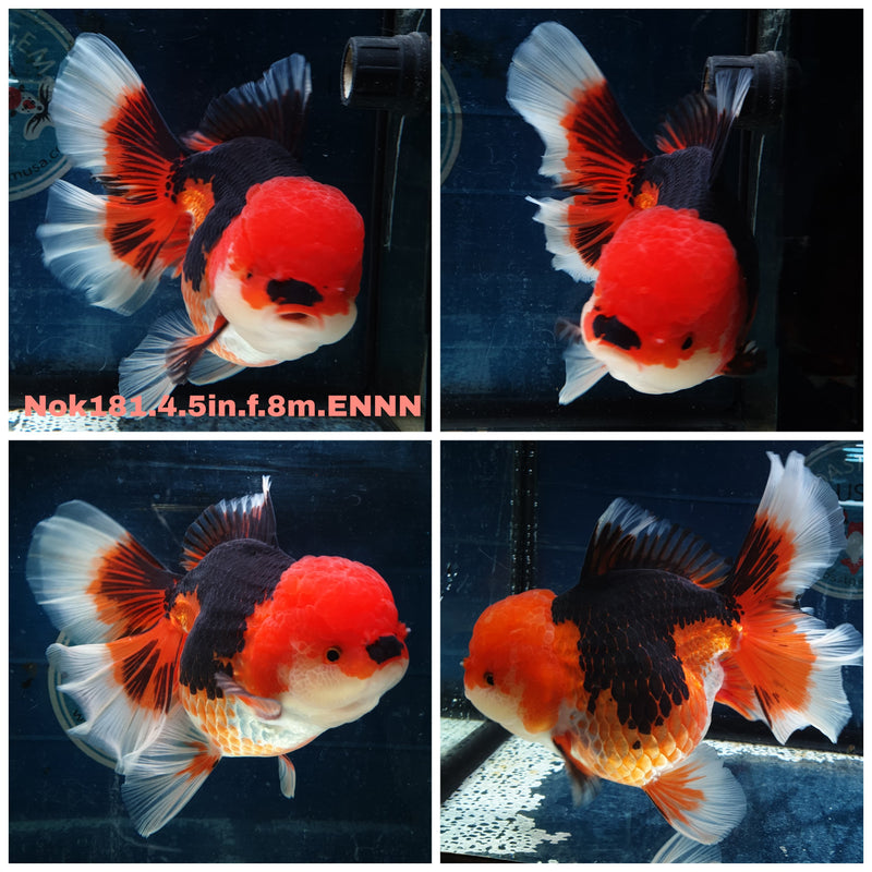 (NOK-181) Thai Jumbo Tri Color Orchid Tail Oranda 4.50 inch Body Female 8 Months Age