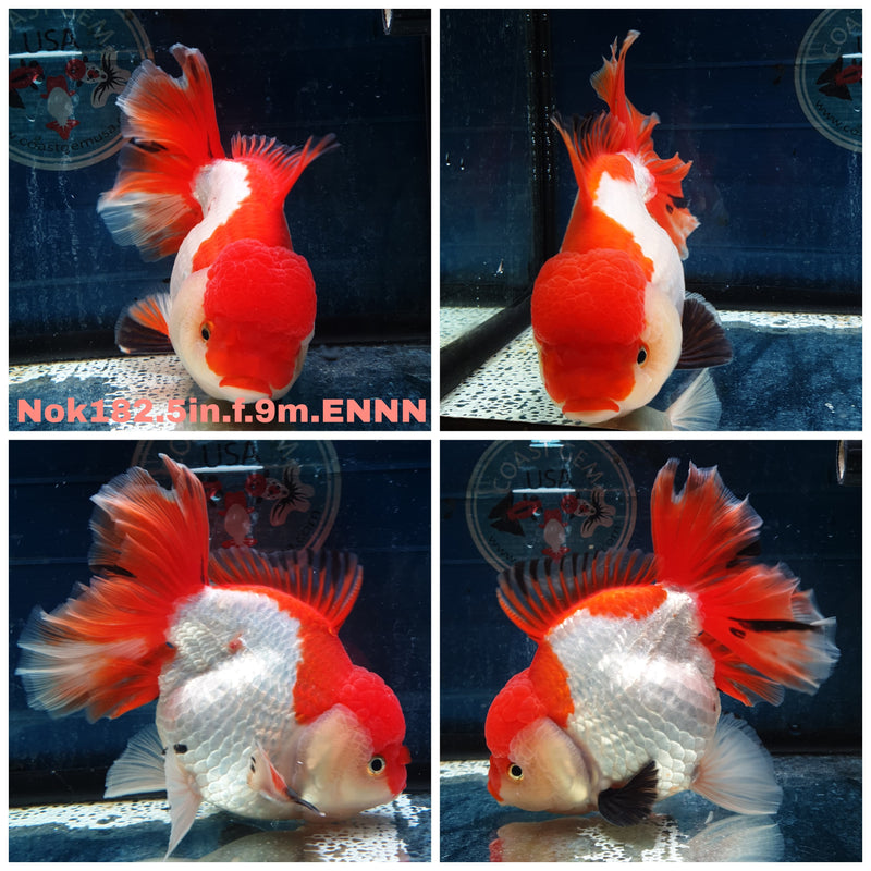 (NOK-182) Thai Jumbo Red/White Orchid Tail Oranda 5.00 inch Body Female 9 Months Age