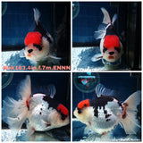 HERE(NOK-183) Thai Tri Color Orchid Tail Oranda 4.00 inch Body Female 7 Months Age
