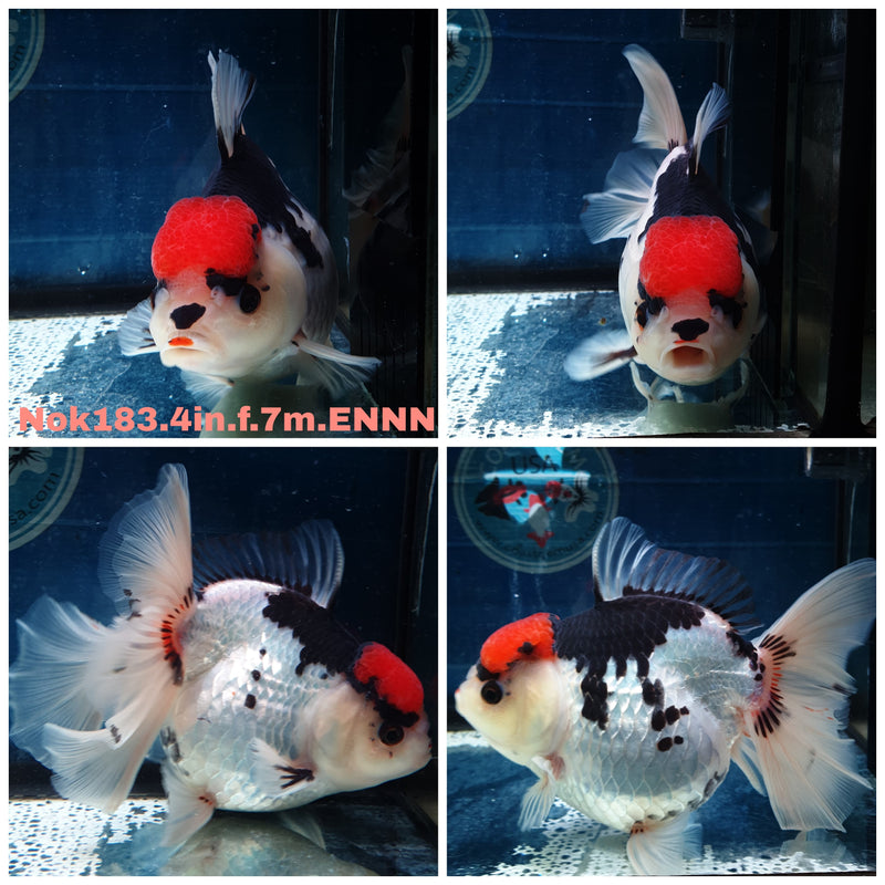 (NOK-183) Thai Tri Color Orchid Tail Oranda 4.00 inch Body Female 7 Months Age
