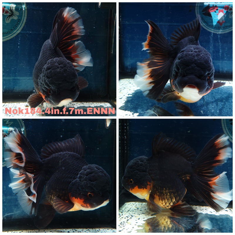 (NOK-184) Thai Apache Orchid Tail Oranda 4.00 inch Body Female 7 Months Age