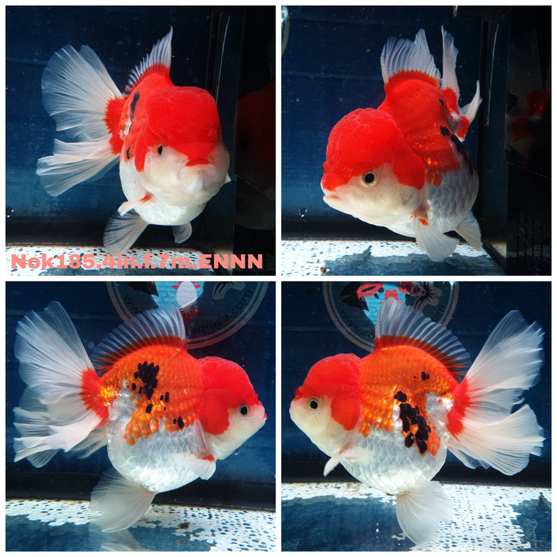 (NOK-185) Thai Tri Color Orchid Tail Oranda 4.00 inch Body Female 7 Months Age