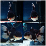 (NOK-186) Thai Tri Color Orchid Tail Oranda 4.00 inch Body Female 7 Months Age