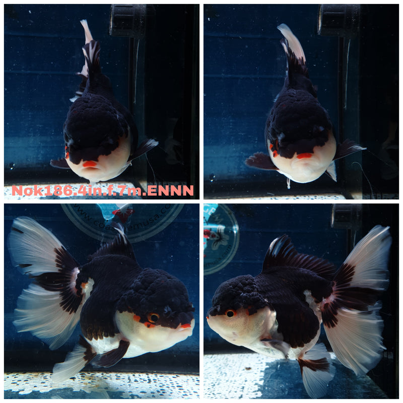 (NOK-186) Thai Tri Color Orchid Tail Oranda 4.00 inch Body Female 7 Months Age