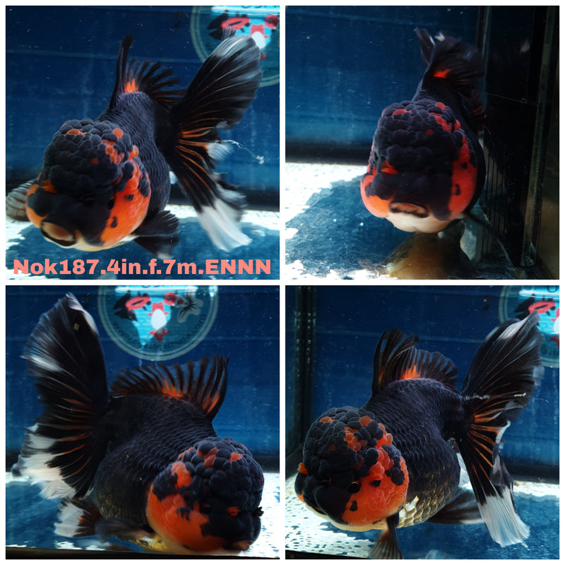 (NOK-187) Thai Apache Orchid Tail Oranda 4.00 inch Body Female 7 Months Age
