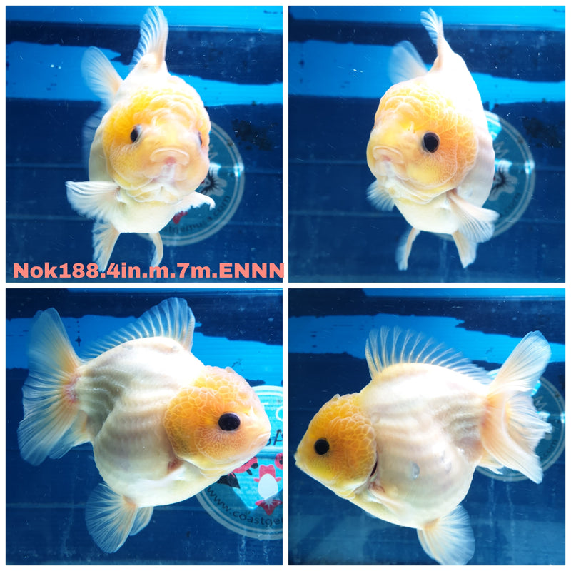 (NOK-188) Thai Black Eye Matte Calico Yuanbao Oranda 4.00 inch Body Male 7 Months Age