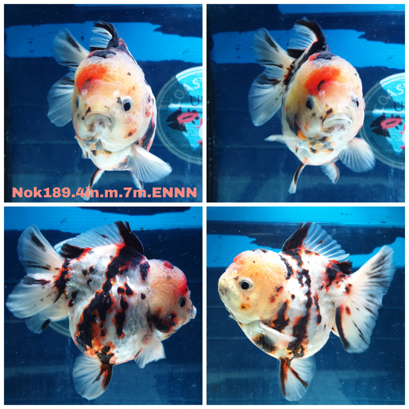 (NOK-189) Thai Tri Color Tiger Calico Yuanbao Oranda 4.00 inch Body Male 7 Months Age