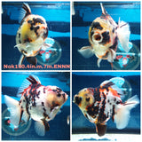 H(NOK-190) Thai Tri Color Tiger Calico Yuanbao Oranda 4.00 inch Body Male 7 Months Age