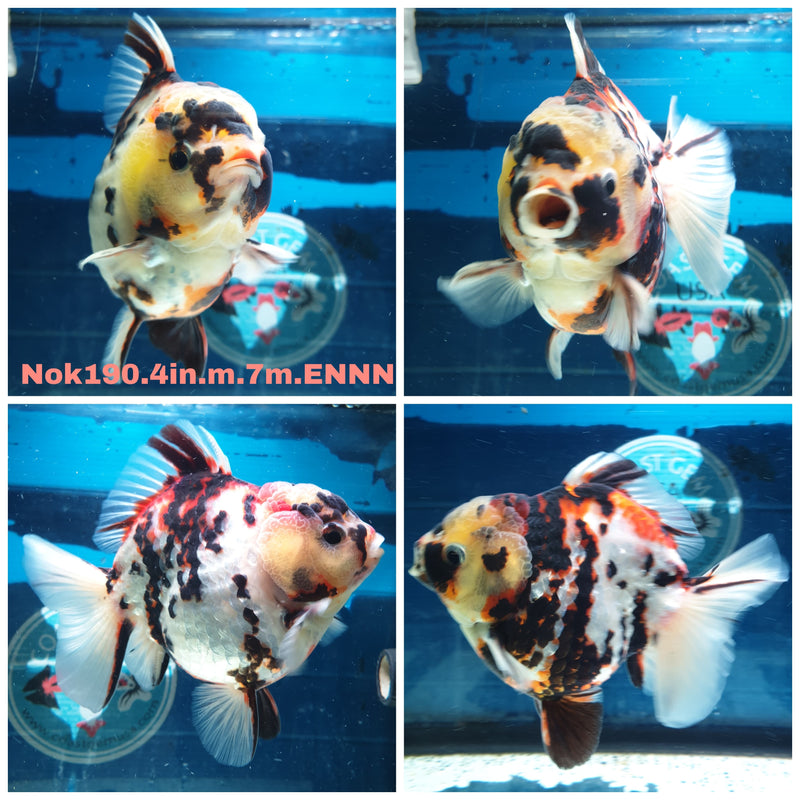 (NOK-190) Thai Tri Color Tiger Calico Yuanbao Oranda 4.00 inch Body Male 7 Months Age