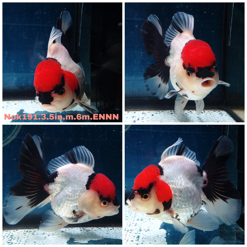 (NOK-191) Thai Tri Color Orchid Tail Oranda 3.50 inch Body Male 6 Months Age