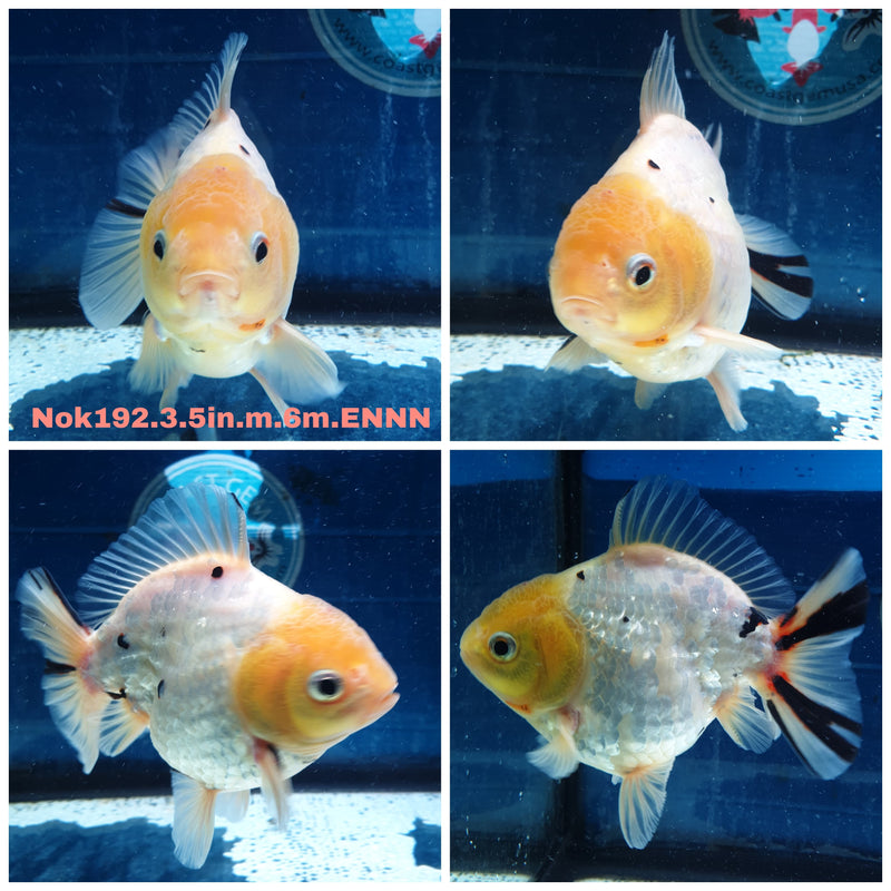 (NOK-192) Thai Tri Color Tiger Calico Yuanbao Oranda 3.50 inch Body Male 6 Months Age