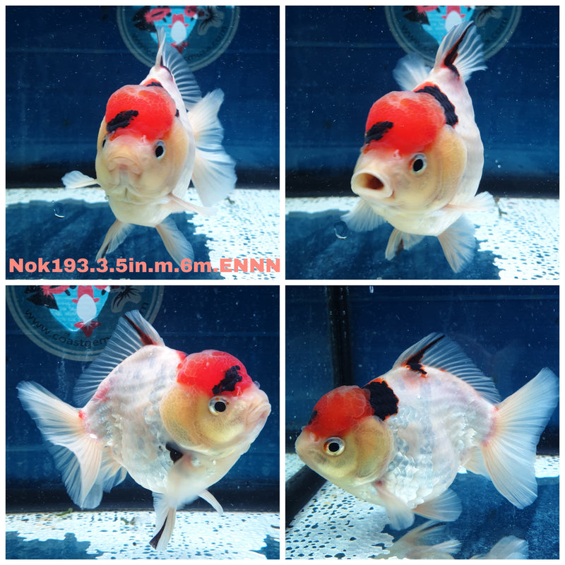 (NOK-193) Thai Tri Color Tiger Calico Yuanbao Oranda 3.50 inch Body Male 6 Months Age