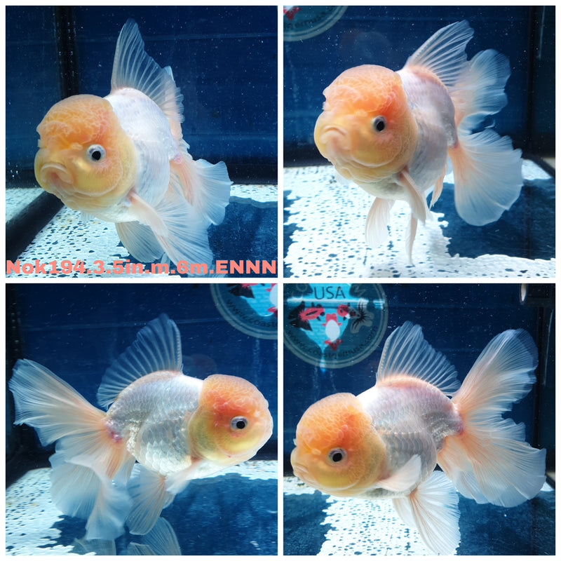 (NOK-194) Thai White Orchid Tail Oranda 3.50 inch Body Male 6 Months Age
