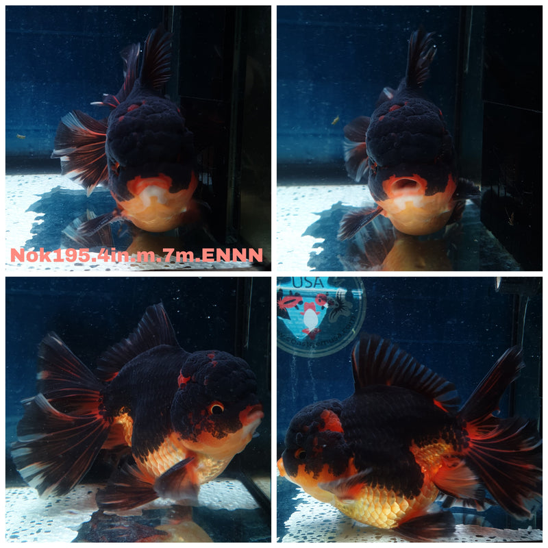 (NOK-195) Thai Apache Orchid Tail Oranda 4.00 inch Body Male 7 Months Age