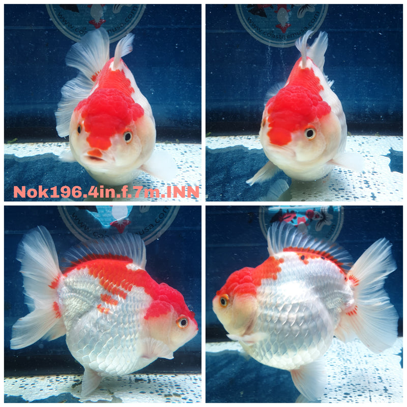 (NOK-196) Thai Red/White Yuanbao Oranda 4.00 inch Body Female 7 Months Age