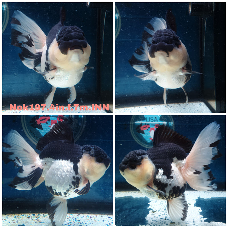 (NOK-197) Thai Panda Yuanbao Oranda 4.00 inch Body Female 7 Months Age