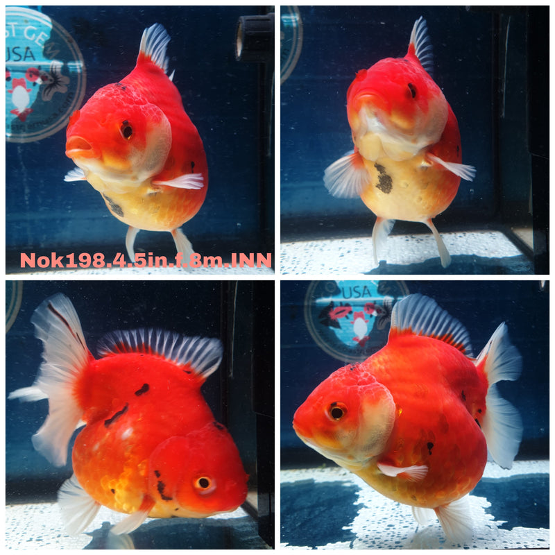 (NOK-198) Thai Jumbo Red Tiger Yuanbao Oranda 4.50 inch Body Female 8 Months Age