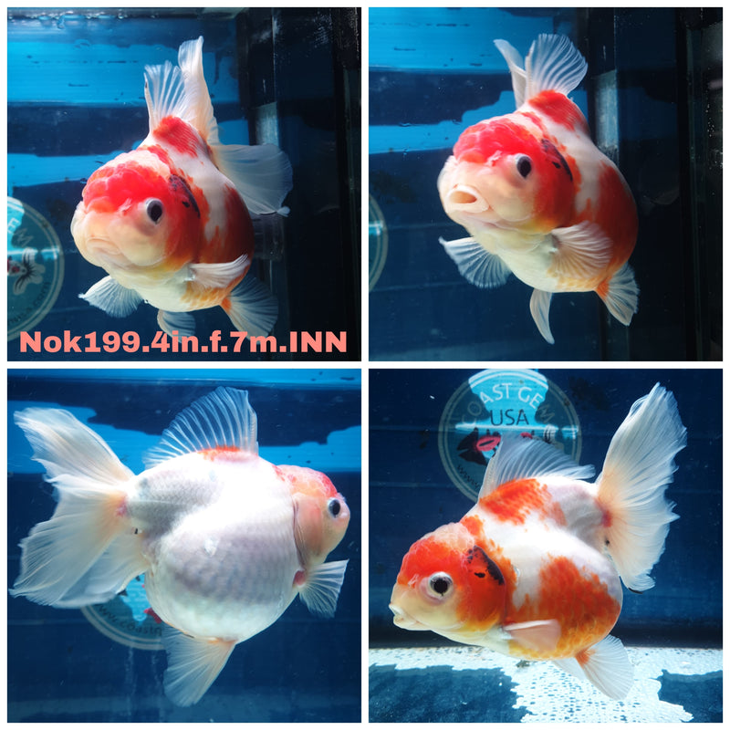 (NOK-199) Thai Sakura Calico Orchid Tail Oranda 4.00 inch Body Female 7 Months Age