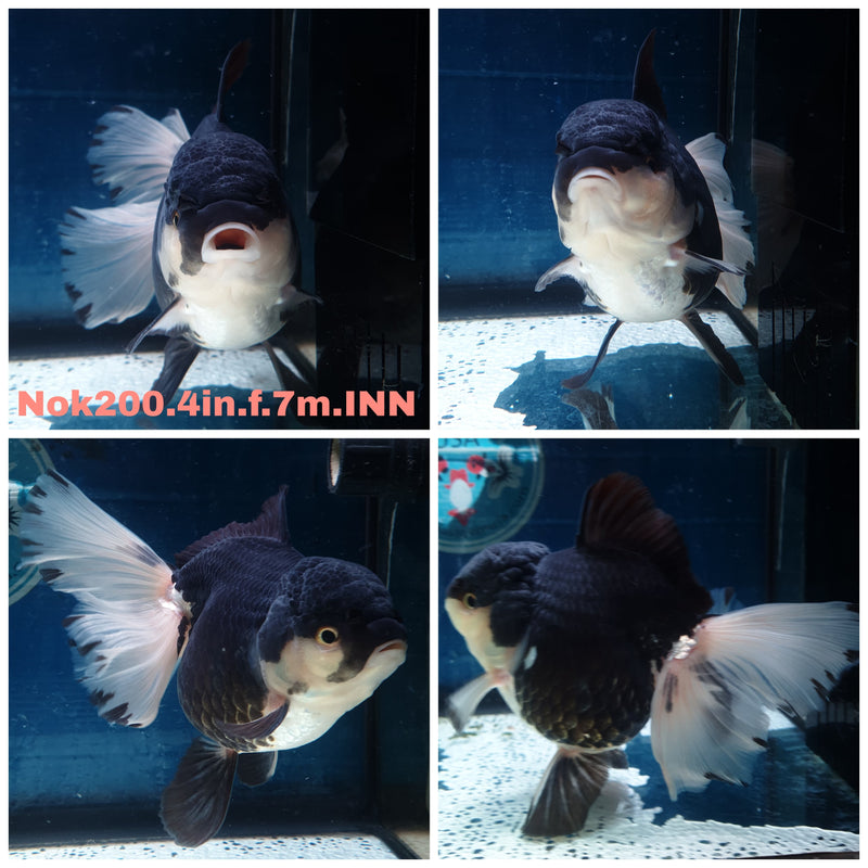 (NOK-200) Thai Panda Orchid Tail Oranda 4.00 inch Body Female 7 Months Age