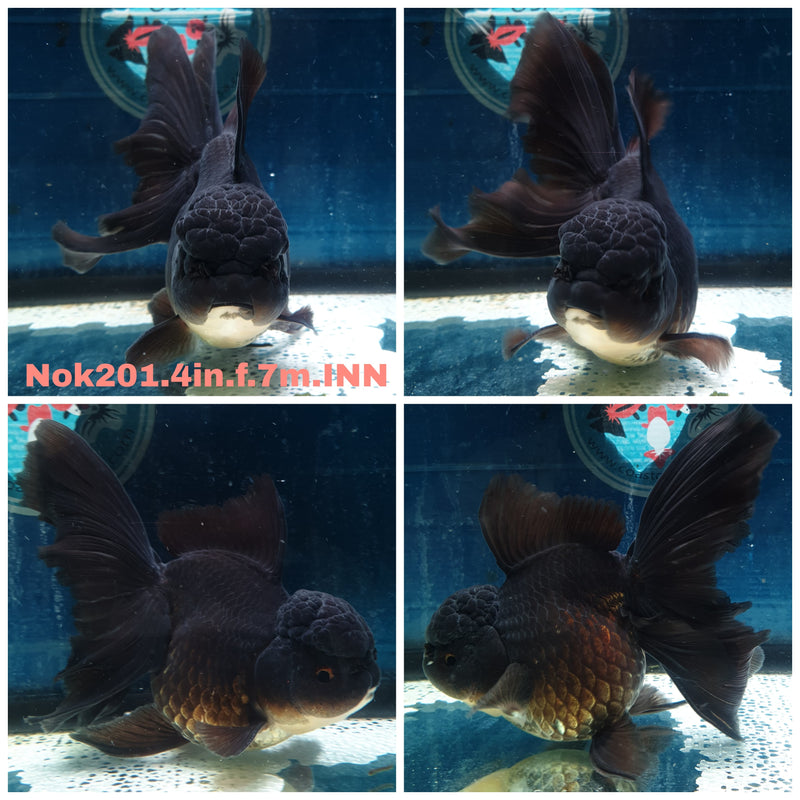 (NOK-201) Thai Black Orchid Tail Oranda 4.00 inch Body Female 7 Months Age