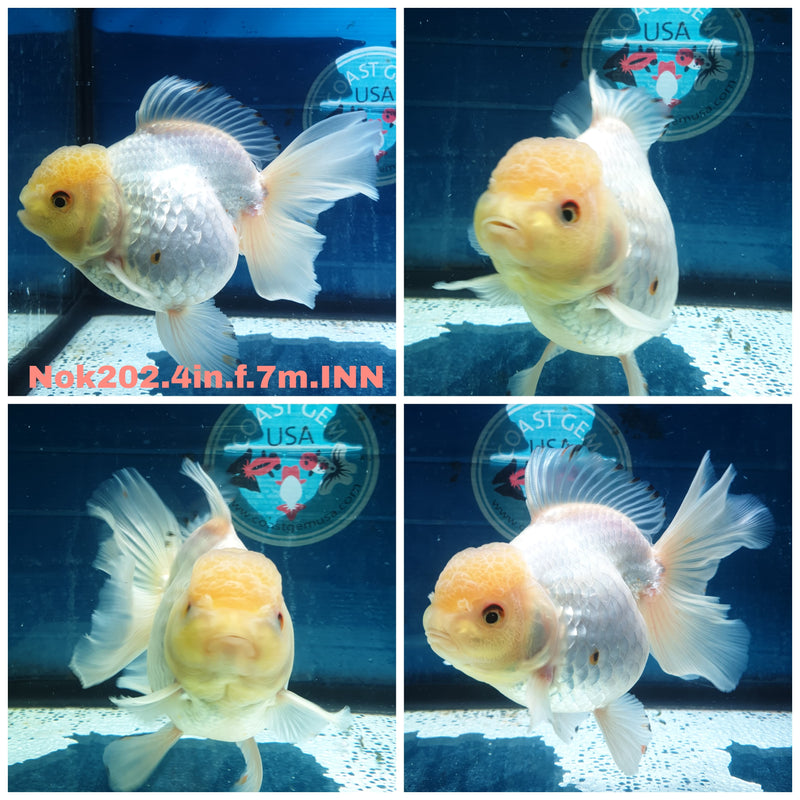 (NOK-202) Thai White Orchid Tail Oranda 4.00 inch Body Female 7 Months Age