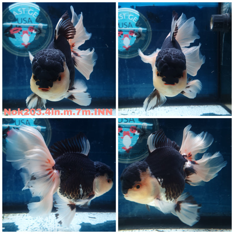 (NOK-203) Thai Panda Orchid Tail Oranda 4.00 inch Body Male 7 Months Age