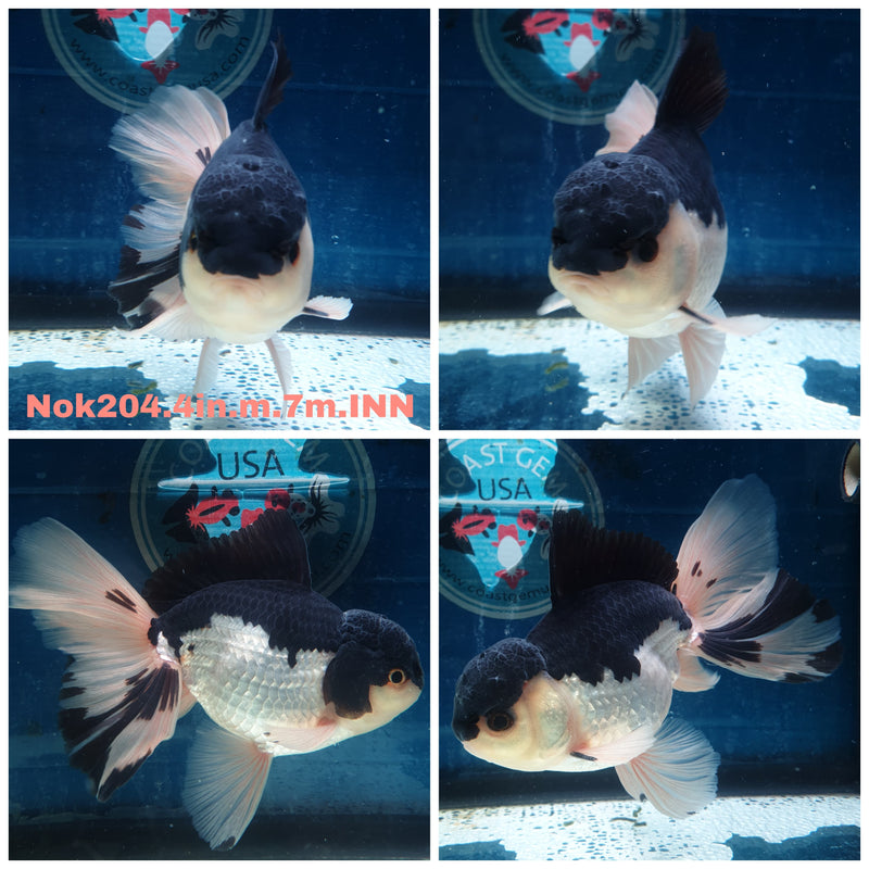 (NOK-204) Thai Panda Orchid Tail Oranda 4.00 inch Body Male 7 Months Age