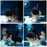 H(NOK-205) Thai Panda Orchid Tail Oranda 4.00 inch Body Male 7 Months Age
