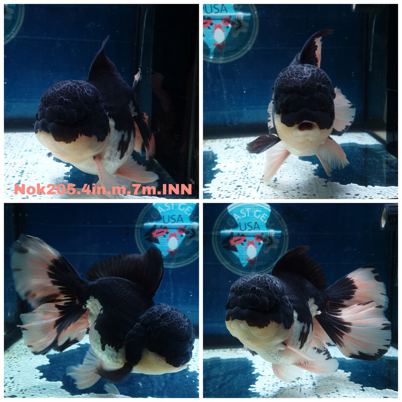 (NOK-205) Thai Panda Orchid Tail Oranda 4.00 inch Body Male 7 Months Age