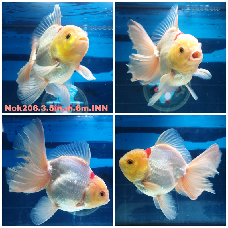 (NOK-206) Thai Red/White Orchid Tail Oranda 3.50 inch Body Male 6 Months Age