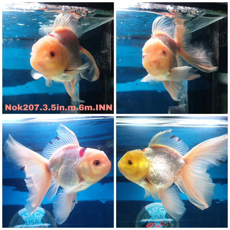 (NOK-207) Thai Red/White Orchid Tail Oranda 3.50 inch Body Male 6 Months Age