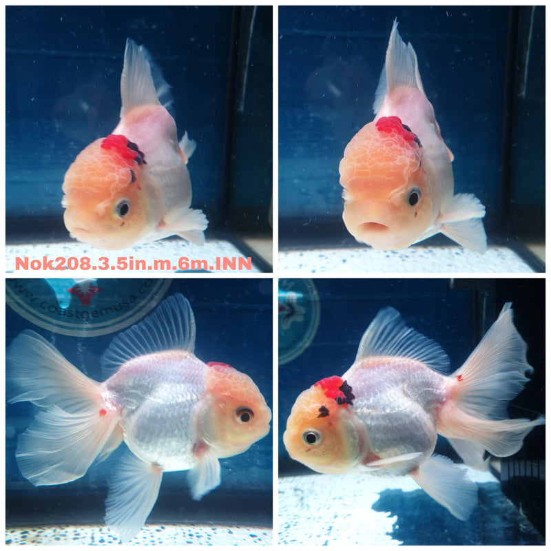 (NOK-208) Thai Red/White Orchid Tail Oranda 3.50 inch Body Male 6 Months Age
