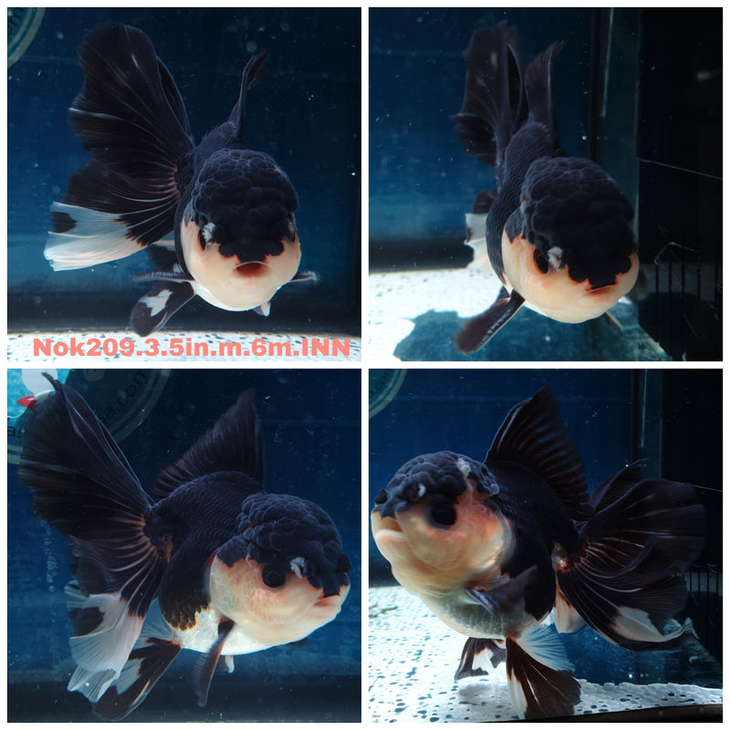 (NOK-209) Thai Panda Orchid Tail Oranda 3.50 inch Body Male 7 Months Age