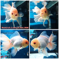(NOK-210) Thai White Orchid Tail Oranda 3.50 inch Body Male 6 Months Age