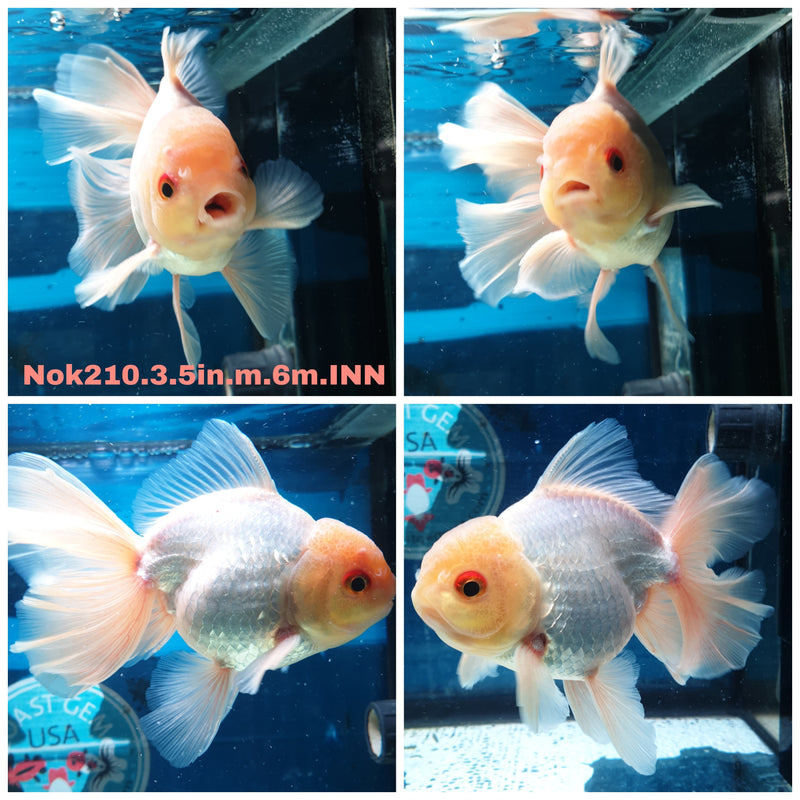 (NOK-210) Thai White Orchid Tail Oranda 3.50 inch Body Male 6 Months Age