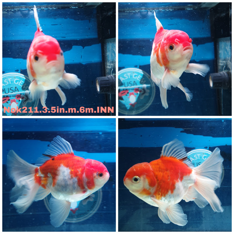 (NOK-211) Thai Red/White Orchid Tail Oranda 3.50 inch Body Male 6 Months Age
