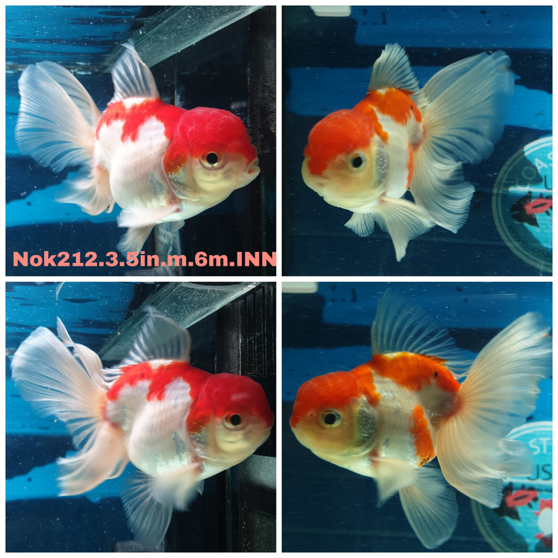 (NOK-212) Thai Red/White Orchid Tail Oranda 3.50 inch Body Male 6 Months Age