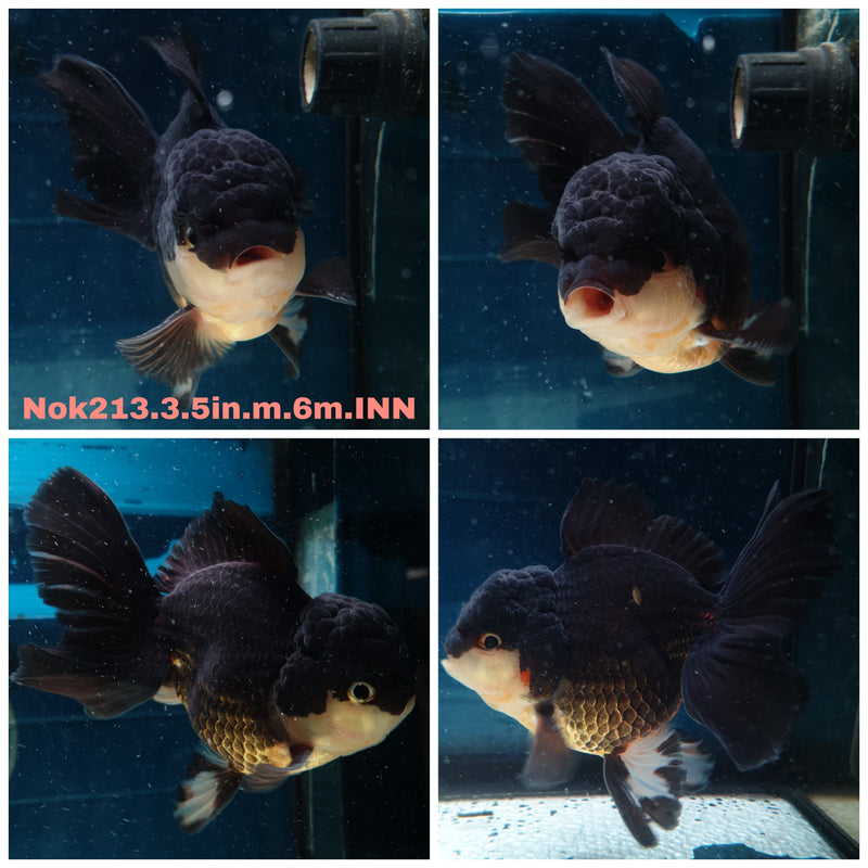 (NOK-213) Thai Black Orchid Tail Oranda 3.50 inch Body Male 6 Months Age