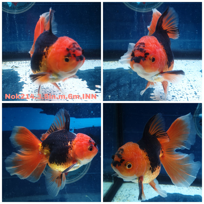 (NOK-214) Thai Apache Orchid Tail Oranda 3.50 inch Body Male 6 Months Age