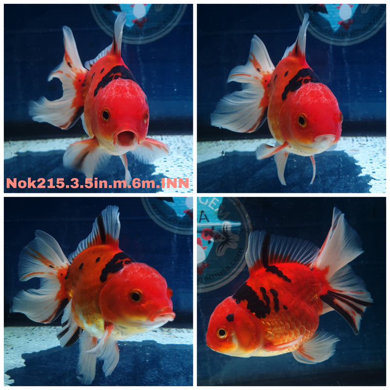 (NOK-215) Thai Red Tiger Calico Orchid Tail Oranda 3.50 inch Body Male 6 Months Age