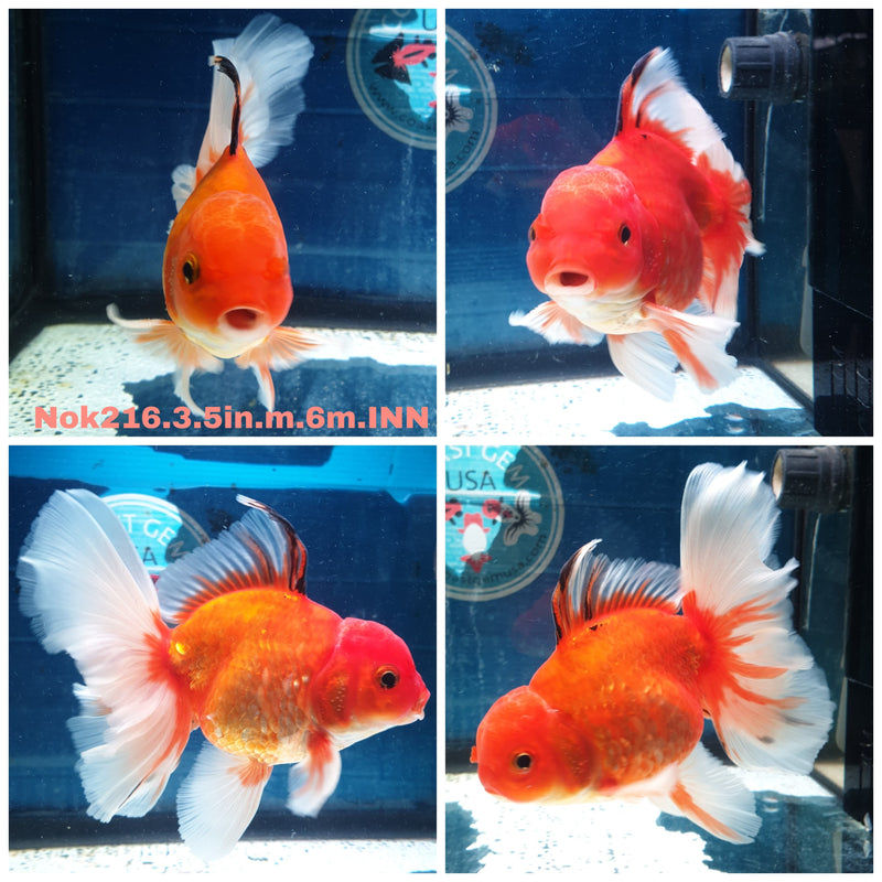 (NOK-216) Thai Red Calico Orchid Tail Oranda 3.50 inch Body Male 6 Months Age