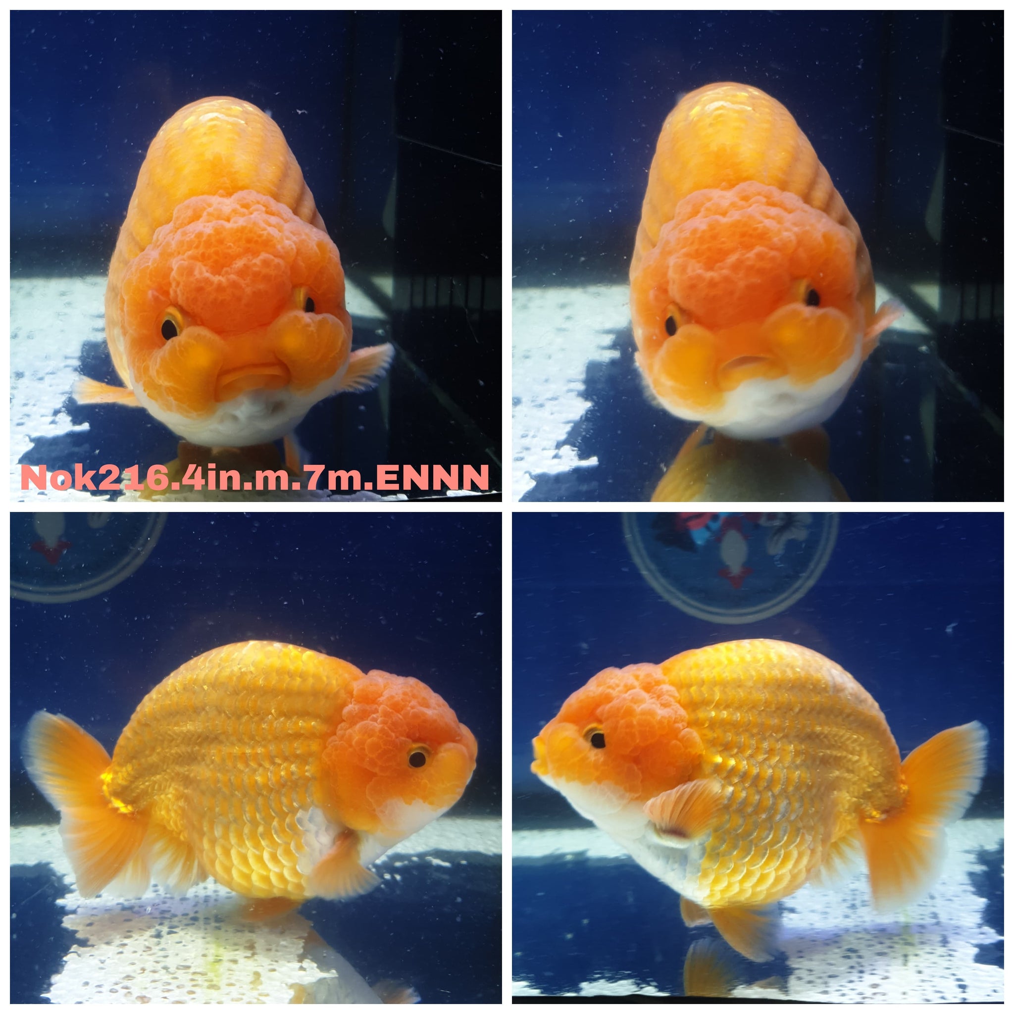 Thai High Quality Ranchu and Lionchu Goldfish for Sale — Coast Gem USA