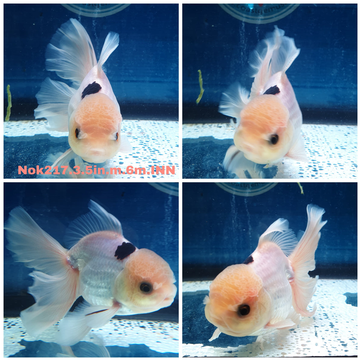 H(NOK-217) Thai Panda Orchid Tail Oranda 3.50 inch Body Male 6 Months Age