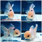 H(NOK-217) Thai Panda Orchid Tail Oranda 3.50 inch Body Male 6 Months Age