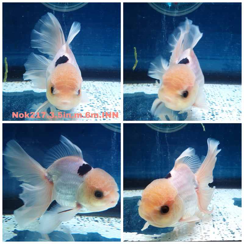 (NOK-217) Thai Panda Orchid Tail Oranda 3.50 inch Body Male 6 Months Age